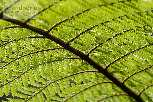 Nahaufnahme der Unterseite eines Silberbaumfarns (Alsophila dealbata oder Cyathea dealbata)  Ponga in Maouri  einer Art mittelgroßer Baumfarne  die in Neuseeland endemisch ist; Neuseeland