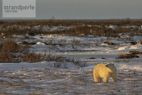 Eisbär (Ursus maritimus) stehend im warmen Sonnenlicht; Churchill  Manitoba  Kanada