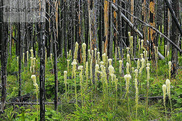 Wiederaufwuchs einer Gruppe von Bärengras (Xerophyllum tenax) in einem üppigen grünen Unterholz eines Waldes mit verbrannten Baumstämmen im Hintergrund; Waterton  Alberta  Kanada