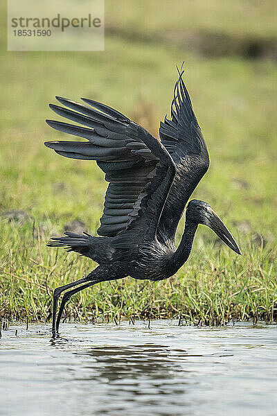 Afrikanischer Gabelschwanz (Anastomus lamelligerus) startet aus dem seichten Fluss im Chobe-Nationalpark; Chobe  Botswana