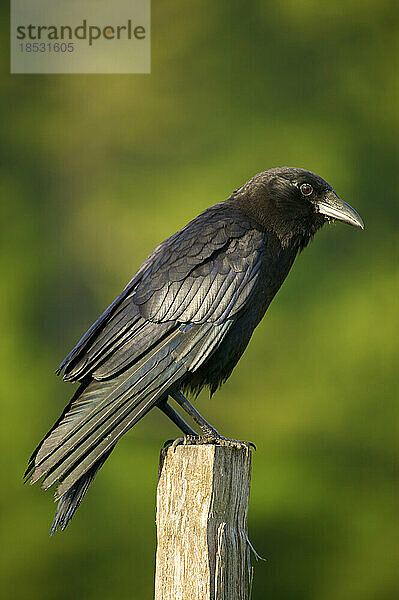 Porträt einer Amerikanerkrähe (Corvus brachyrhynchos)  die auf einem Pfosten in Cades Cove im Great Smoky Mountains National Park  Tennessee  USA  sitzt; Tennessee  Vereinigte Staaten von Amerika