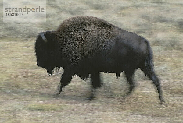 Schwenkbare Ansicht eines amerikanischen Bisonbullen (Bison bison) im Yellowstone National Park; Vereinigte Staaten von Amerika