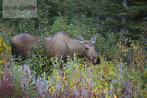 Porträt einer Elchkuh  die in die Kamera schaut  während sie die Herbstvegetation frisst  um sich für den bevorstehenden Winter zu stärken  entlang der Straße im Denali Park; Alaska  Vereinigte Staaten von Amerika