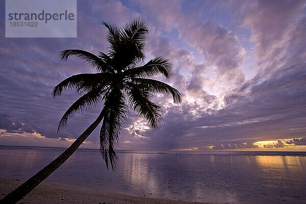 Palme als Silhouette vor einem Sonnenuntergang über dem Wasser; Pigeon Point  Tobago Island  Trinidad und Tobago