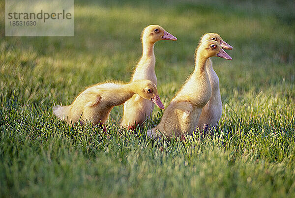 Gruppe von Entenküken (Anas platyrhynchos domesticus) im Gras; Mount Kisco  New York  Vereinigte Staaten von Amerika