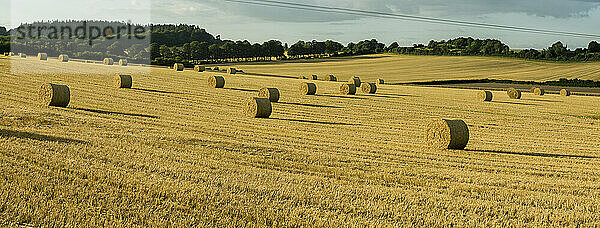 Landschaftliche Ansicht von aufgerollten  runden Strohballen  die die goldenen Getreidefelder um Rockbourne  in der Nähe von Salisbury  schmücken; Wiltshire  England