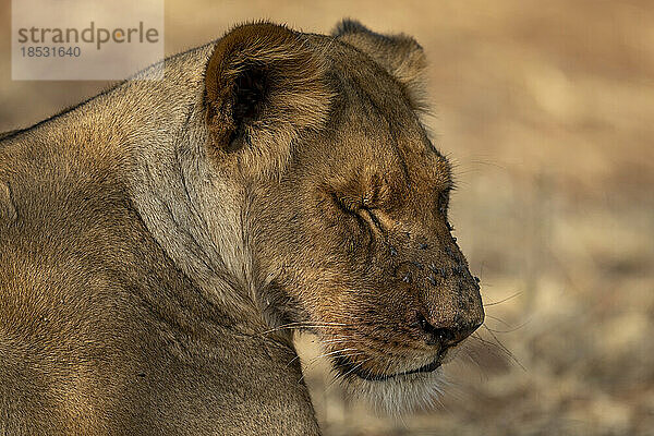 Nahaufnahme einer Löwin (Panthera leo)  deren Gesicht mit Fliegen bedeckt ist  im Chobe-Nationalpark; Chobe  Botswana