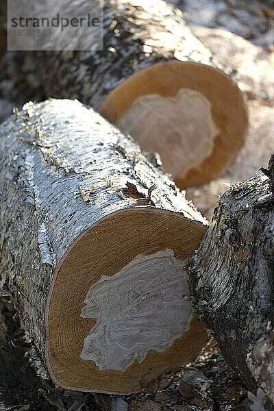 Horizontale Querschnitte durch den Stamm eines Baumes  die Wachstumsringe  auch Baumringe oder Jahresringe genannt  zeigen; Ottawa Valley  Ontario  Kanada