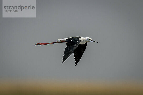 Schwarzflügel-Stelzenläufer (Himantopus himantopus) fliegt im Sonnenschein mit gesenkten Flügeln im Chobe-Nationalpark; Chobe  Botsuana