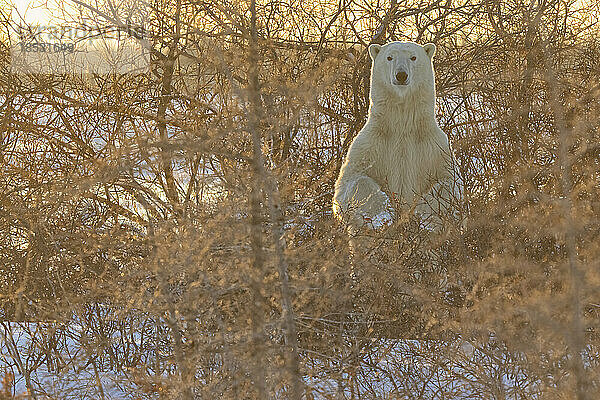 Eisbär (Ursus maritimus)  der im Licht des Sonnenuntergangs zwischen den Büschen steht und in die Kamera schaut; Churchill  Manitoba  Kanada