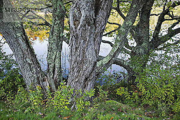 Großer Baum in der Nähe von Wasser und herbstlich gefärbtem Laub im Acadia National Park; Maine  Vereinigte Staaten von Amerika