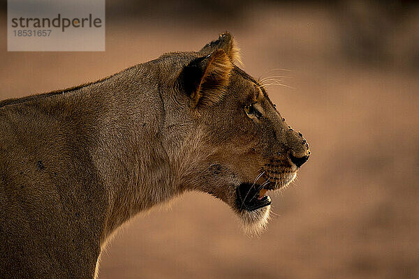 Nahaufnahme einer Löwin (Panthera leo)  deren Gesicht mit Fliegen bedeckt ist  im Chobe-Nationalpark; Chobe  Botswana