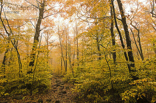 Schöne Herbstszene im Acadia National Park  Maine  USA; Maine  Vereinigte Staaten von Amerika