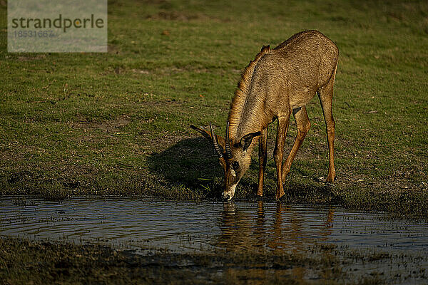 Pferdeantilope (Hippotragus equinus) trinkt aus einem flachen Becken im Chobe-Nationalpark; Chobe  Botsuana