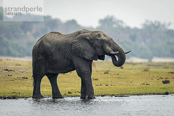 Afrikanischer Buschelefant (Loxodonta africana) trinkt Wasser vom Flussufer im Chobe National Park; Chobe  Botswana