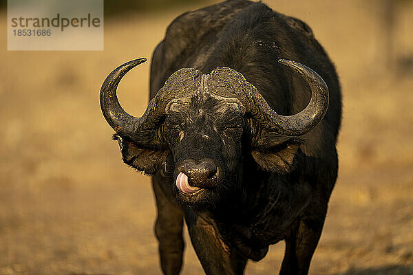 Kaffernbüffel (Syncerus caffer) leckt sich die Lippen am Sand im Chobe-Nationalpark; Chobe  Botsuana