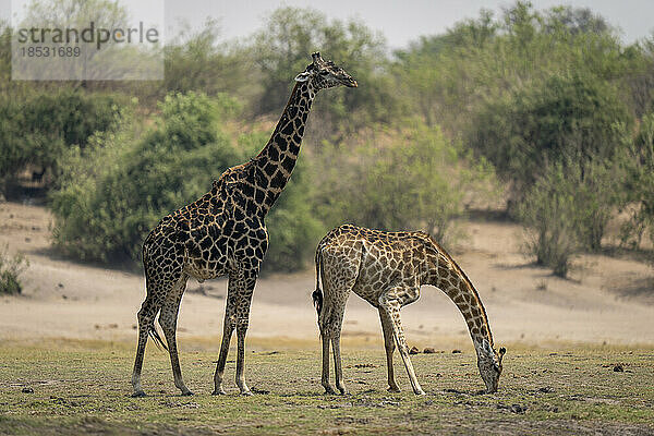 Weibliche Südliche Giraffe (Giraffa giraffa angolensis) steht grasend neben einem Männchen im Chobe-Nationalpark; Chobe  Botswana