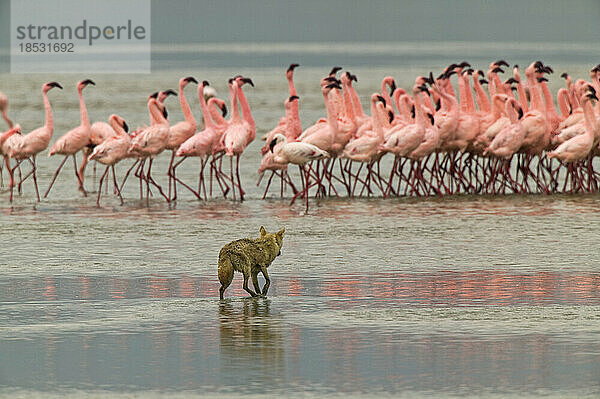 Kojote (Canis latrans) pirscht sich an Flamingos am Ufer des Magadi-Sees an; Ngorongoro-Krater  Tansania