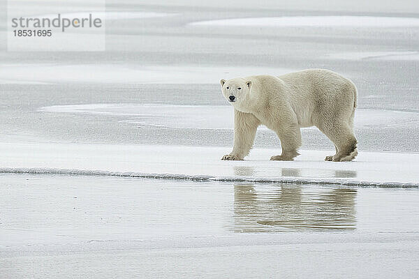 Porträt eines Eisbären (Ursus maritimus)  der auf dem Eis läuft  mit einer Spiegelung in der Oberfläche; Churchill  Manitoba  Kanada