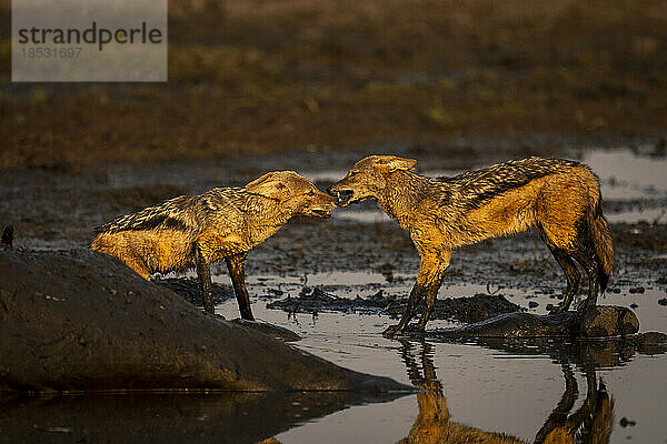 Zwei Schabrackenschakale (Lupulella mesomelas) stehen neben einem Giraffen-Kadaver im Chobe-Nationalpark; Chobe  Botsuana