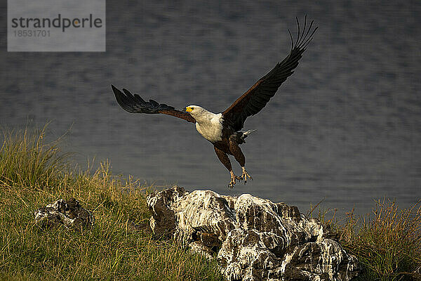 Afrikanischer Fischadler (Haliaeetus vocifer) im Flug von einem Felsen im Chobe-Nationalpark; Chobe  Botswana