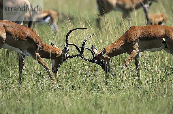 Ein Paar Impala-Böcke (Aepyceros melampus) duelliert sich mit ihren Hörnern im Masai Mara National Reserve; Kenia