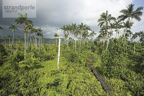 Hohe Palmen unter einem bedeckten Himmel im Royal Palm Reserve  das 114 Pflanzenarten im Great Morass des Negril River in Jamaika umfasst; Jamaika  Westindische Inseln