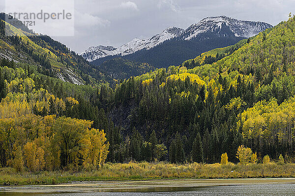 Der Herbst hält Einzug in die Landschaft von Colorado. Die Espenbäume färben sich golden und der Schnee sammelt sich auf den Bergen im Hintergrund; Colorado  Vereinigte Staaten von Amerika