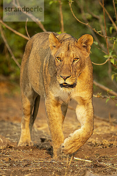 Löwin (Panthera leo) geht durch Büsche auf sandigem Boden im Chobe-Nationalpark; Chobe  Botswana