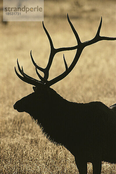 Amerikanischer Elch (Cervus canadensis) oder Wapiti  Silhouette vor einem goldenen Feld im Yellowstone National Park; Vereinigte Staaten von Amerika