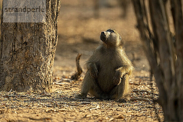 Chacma-Pavian (Papio ursinus) sitzt zwischen Bäumen und schaut nach oben im Chobe-Nationalpark; Chobe  Botswana