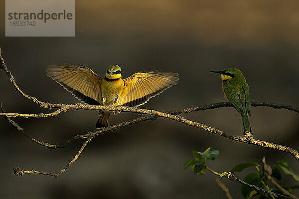 Kleiner Bienenfresser (Merops pusillus) beobachtet eine andere Landung auf einem Ast im Chobe-Nationalpark; Chobe  Botswana