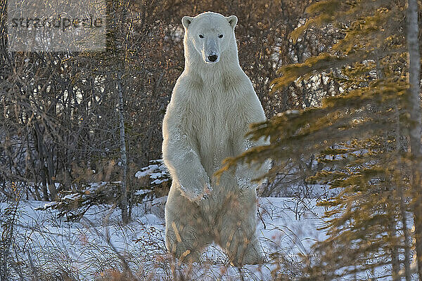 Eisbär (Ursus maritimus) auf den Hinterbeinen stehend inmitten von Bäumen; Churchill  Manitoba  Kanada