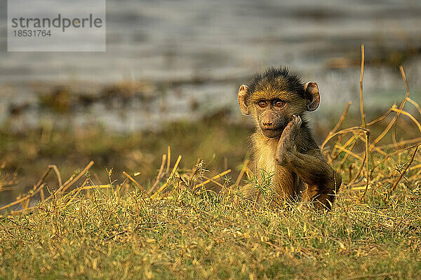 Chacma-Pavianbaby (Papio ursinus) sitzt am Flussufer und kratzt sich im Chobe-Nationalpark; Chobe  Botsuana