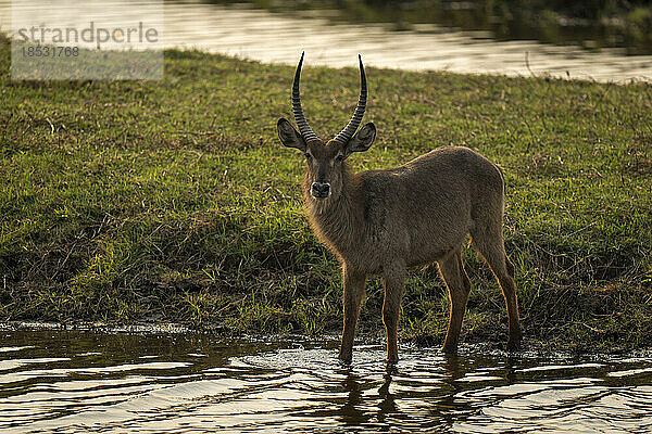 Männlicher Gewöhnlicher Wasserbock (Kobus ellipsiprymnus) steht starrend im seichten Wasser im Chobe-Nationalpark; Chobe  Botswana