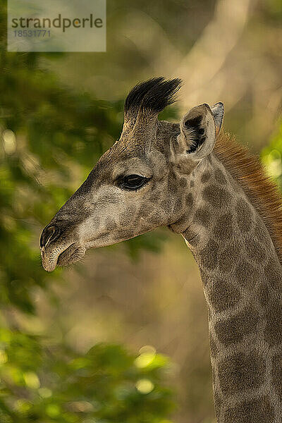 Nahaufnahme einer jungen Südlichen Giraffe (Giraffa giraffa angolensis)  die die Kamera im Chobe-Nationalpark beobachtet; Chobe  Botsuana