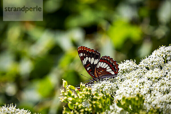 Nahaufnahme eines bunten Schmetterlings  der auf weißen Blüten ruht; Waterton  Alberta  Kanada