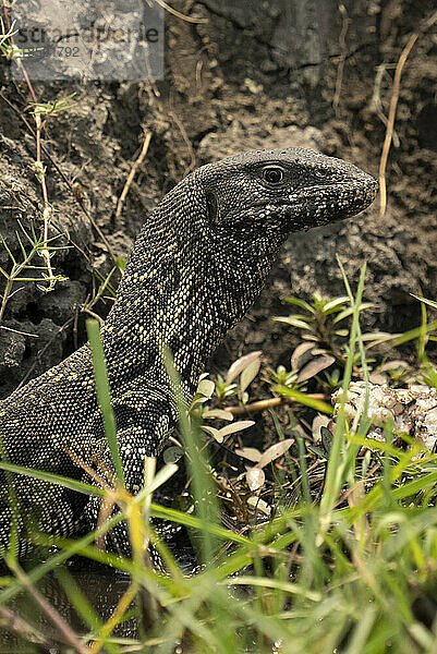 Nahaufnahme eines Nilwarans (Varanus niloticus) im grasbewachsenen Graben des Chobe-Nationalparks; Chobe  Botsuana