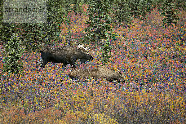 Paarungsverhalten eines Elchbullen  der einer flirtenden Elchkuh (Alces alces) während der Herbstbrunst im Denali State Park folgt; Alaska  Vereinigte Staaten von Amerika