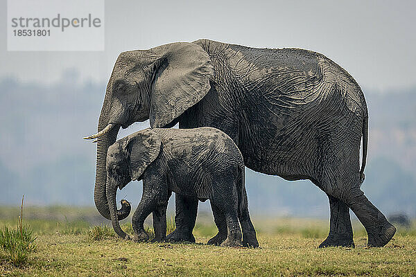 Afrikanischer Buschelefant (Loxodonta africana) überquert die Flussaue mit seinem Baby im Chobe-Nationalpark; Chobe  Botswana