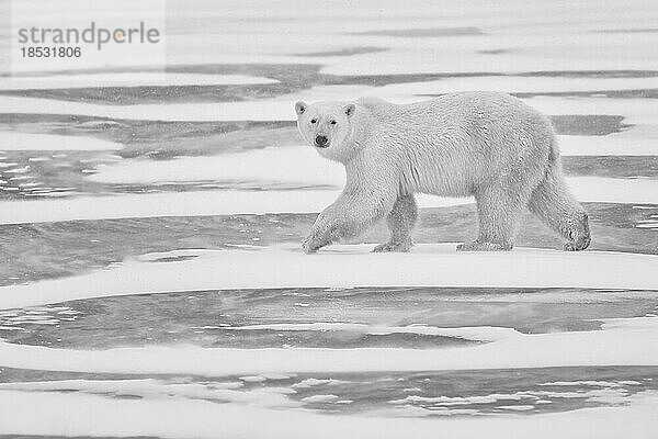 Schwarz-Weiß-Porträt eines Eisbären (Ursus maritimus) auf dem Eis; Churchill  Manitoba  Kanada