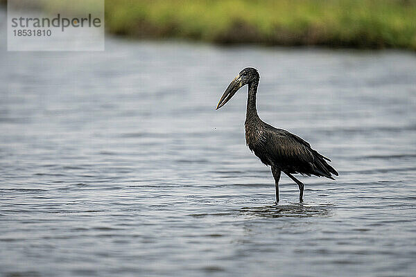 Afrikanischer Schnabeligel (Anastomus lamelligerus) watet durch Untiefen in der Nähe des Flussufers im Chobe-Nationalpark; Chobe  Botswana