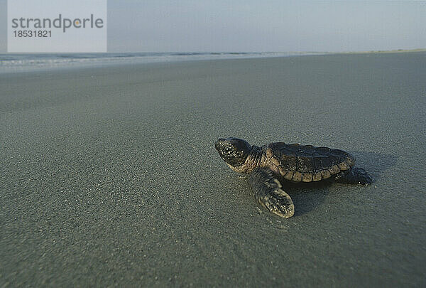 Frisch geschlüpfte Unechte Karettschildkröte (Caretta caretta) auf dem Weg ins Wasser; Little Saint Simon's Island  Sea Islands  Georgia  Vereinigte Staaten von Amerika