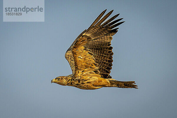 Habichtsadler (Aquila rapax) hebt die Flügel unter blauem Himmel im Chobe-Nationalpark; Chobe  Botswana