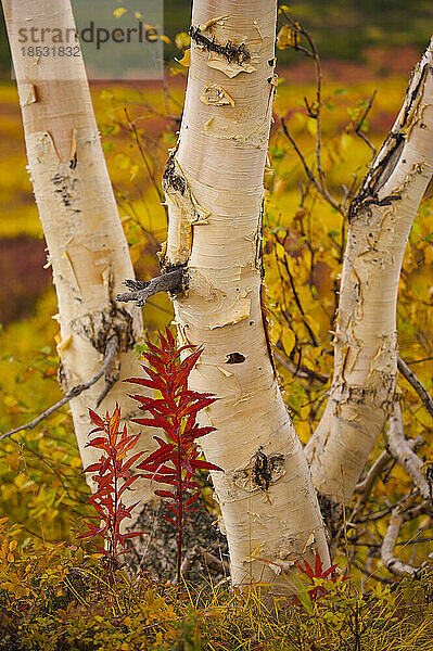 Steinbirkenstämme (Betula ermanii cham.) mit herbstlich gefärbtem Laub drum herum; Kronotsky Zapovednik  Kamtschatka  Russland