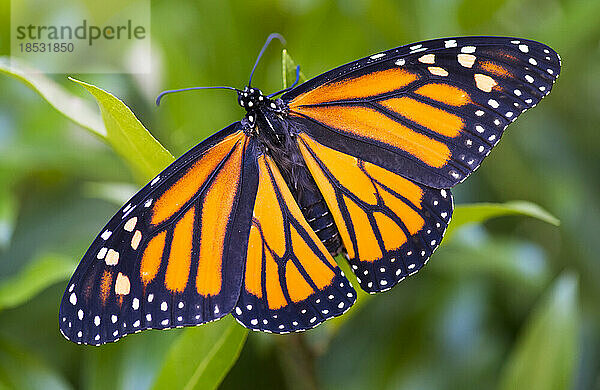 Monarchfalter (Danaus plexippus)  der sich auf einer Pflanze ausruht  kurz nachdem er sich verpuppt hat; Connecticut  Vereinigte Staaten von Amerika