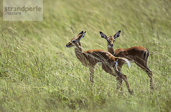 Ein Paar weiblicher Impalas (Aepyceros melampus) steht im hohen Gras im Masai Mara National Reserve; Kenia