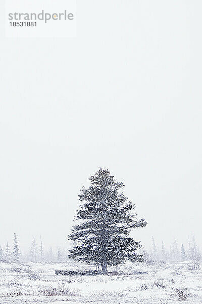 Kunstbild eines Baumes im Schneesturm; Churchill  Manitoba  Kanada