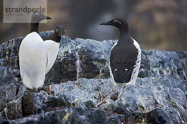 Brunnich's Trottellumme (Uria lomvia) auf Felsen; Bjornoya  Svalbard Archipel  Norwegen