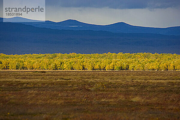 Tundra-Landschaft mit Steinbirken (Betula ermanii cham.) in Herbstfarben; Kronotsky Zapovednik  Kamtschatka  Russland